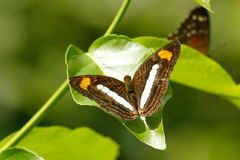 Adelpha iphiclus
