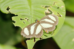 Aeria eurimedia