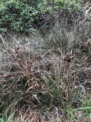 Xyris fimbriata