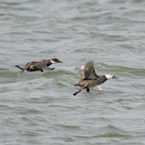 White-headed Duck