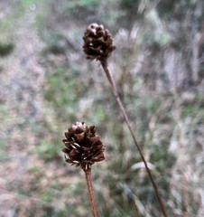 Xyris fimbriata