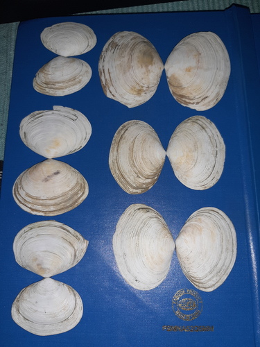 Peppery Furrow Shell
