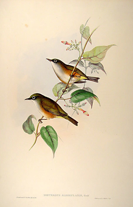 White-Chested White-Eye