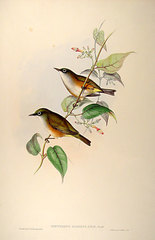 White-Chested White-Eye photo 1