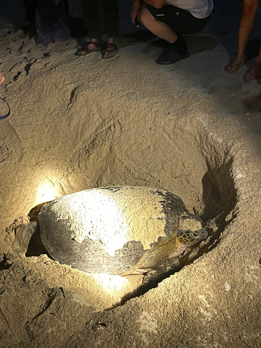 Chelonia mydas observed 2026-02-04