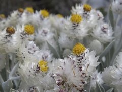 Syncarpha argyropsis