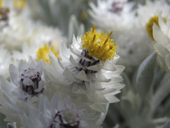 Syncarpha argyropsis