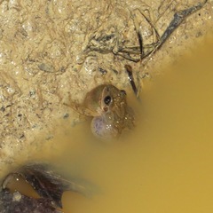 Pseudacris brachyphona