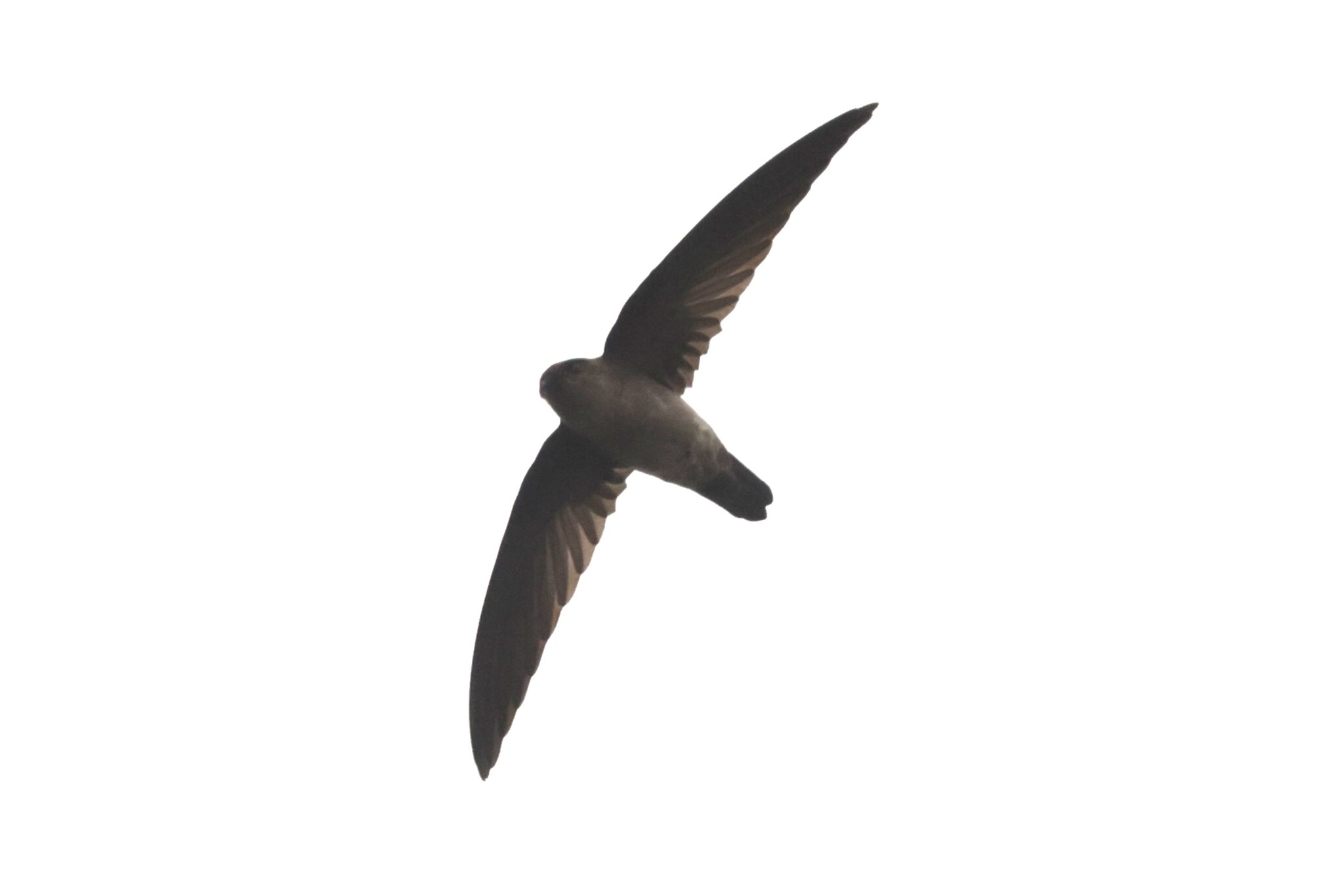 Edible-nest Swiftlet (Aerodramus fuciphagus), photo 8