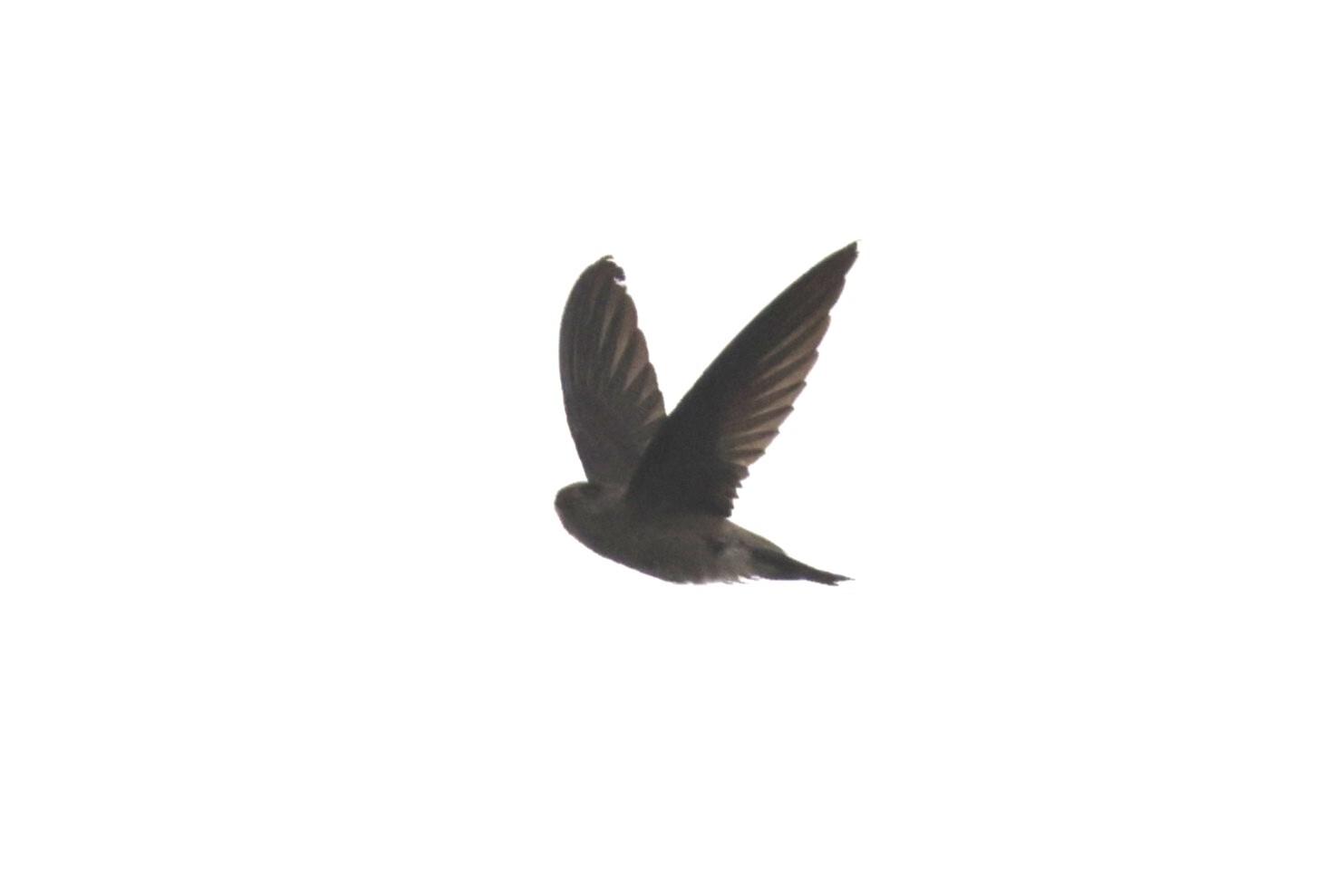 Edible-nest Swiftlet (Aerodramus fuciphagus), photo 5