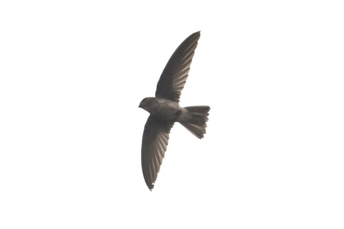 Edible-nest Swiftlet (Aerodramus fuciphagus), photo 4
