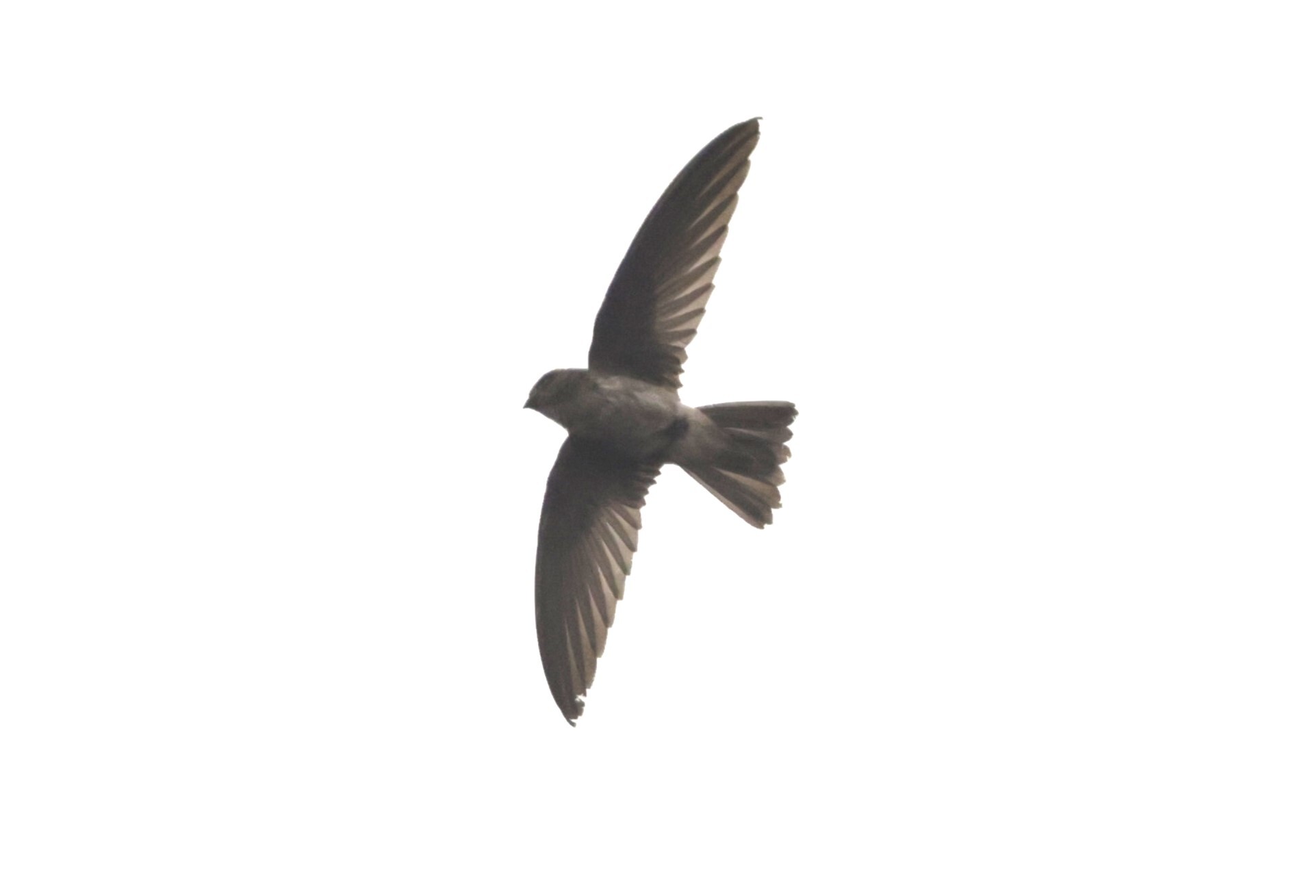 Edible-nest Swiftlet (Aerodramus fuciphagus), photo 6