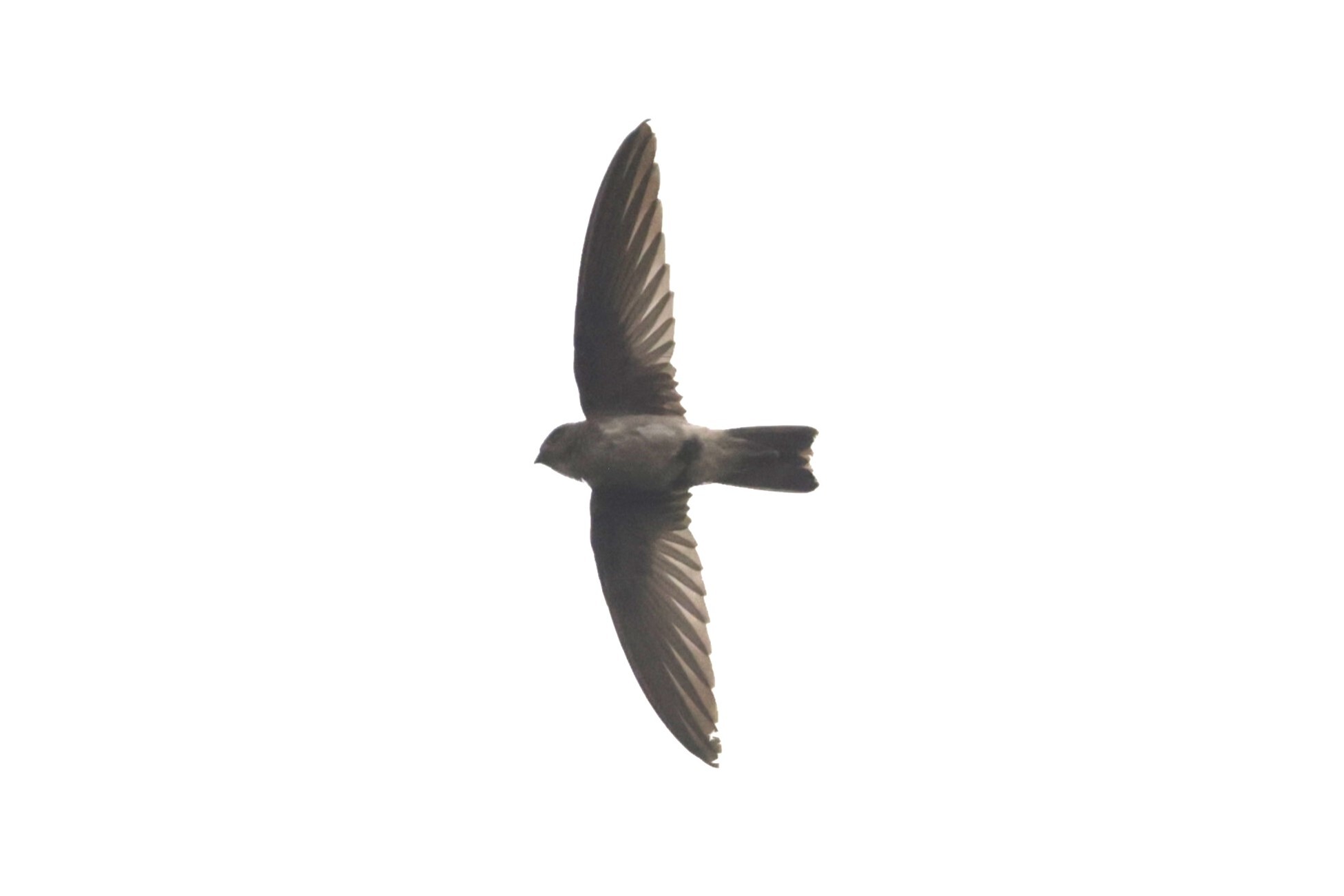 Edible-nest Swiftlet (Aerodramus fuciphagus), photo 7