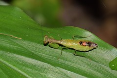 Acontista aurantiaca