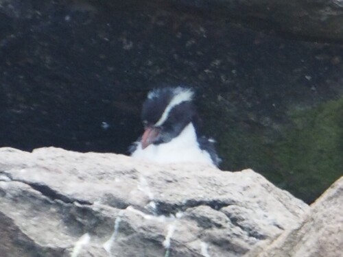 iNaturalist image