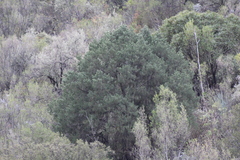 Pinus remota