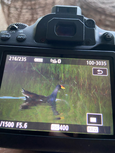 iNaturalist image