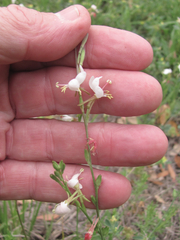 Oenothera hispida