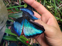 Morpho deidamia