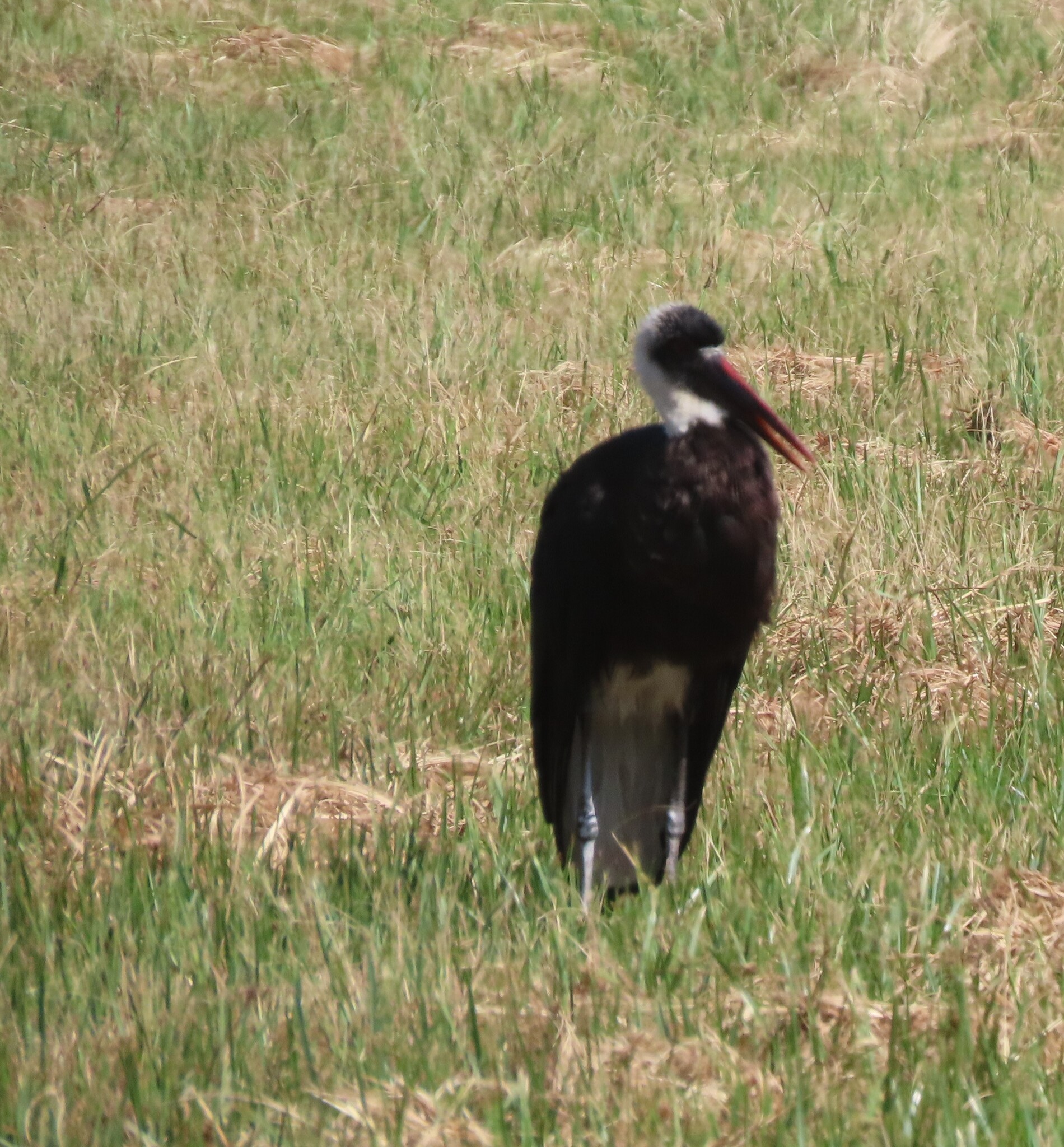 African Woolly-necked Stork (Ciconia microscelis), photo 3