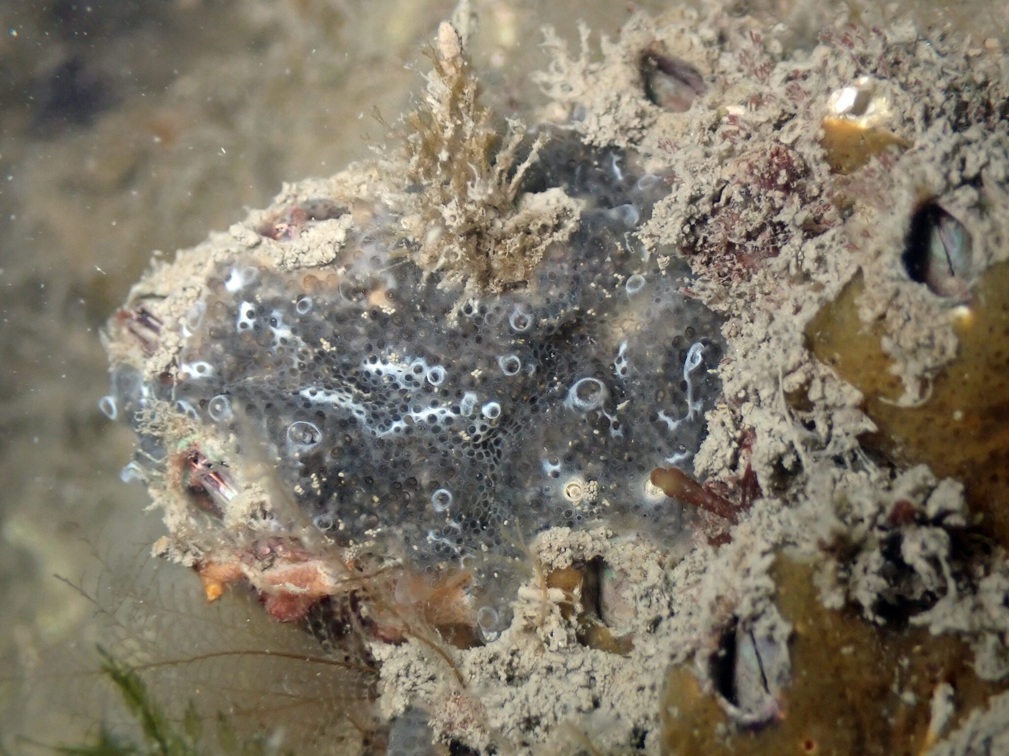 Diplosoma spongiforme (Giard, 1872)