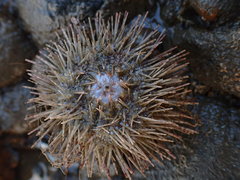 Temnopleurus toreumaticus