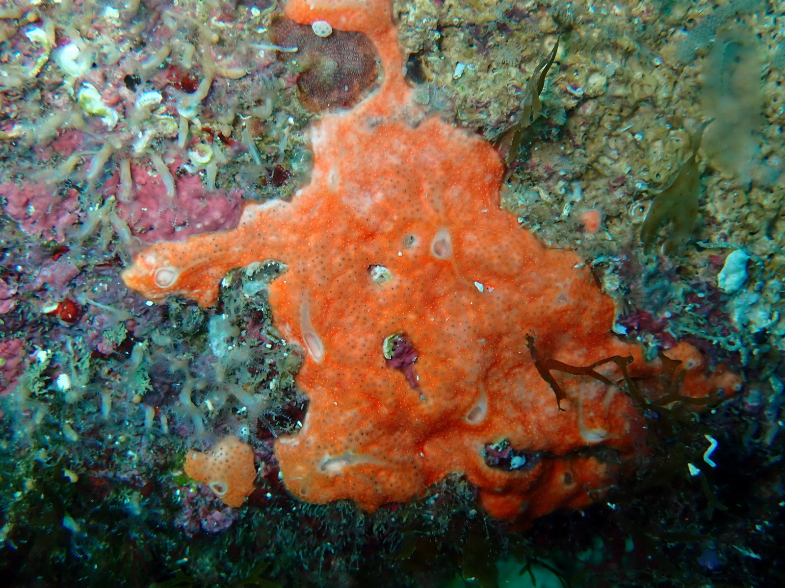 Didemnum pseudofulgens Médioni, 1970