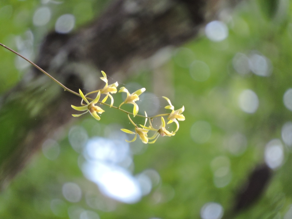 Dendrobium capra J.J.Sm.
