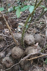 author not stated, no rights reserved Dioscorea cirrhosa, photograph author not stated, no rights reserved