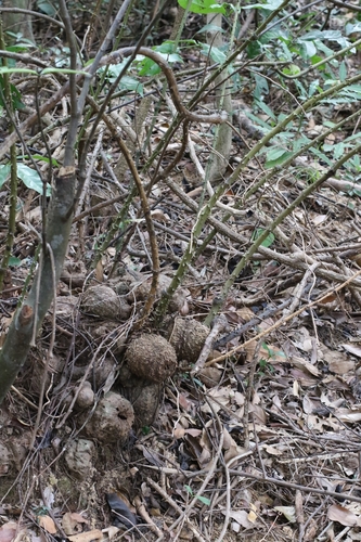 Dioscorea cirrhosa, photograph 4