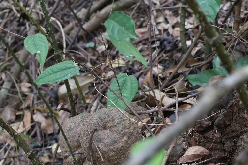 Dioscorea cirrhosa; photograph author not stated, no rights reserved