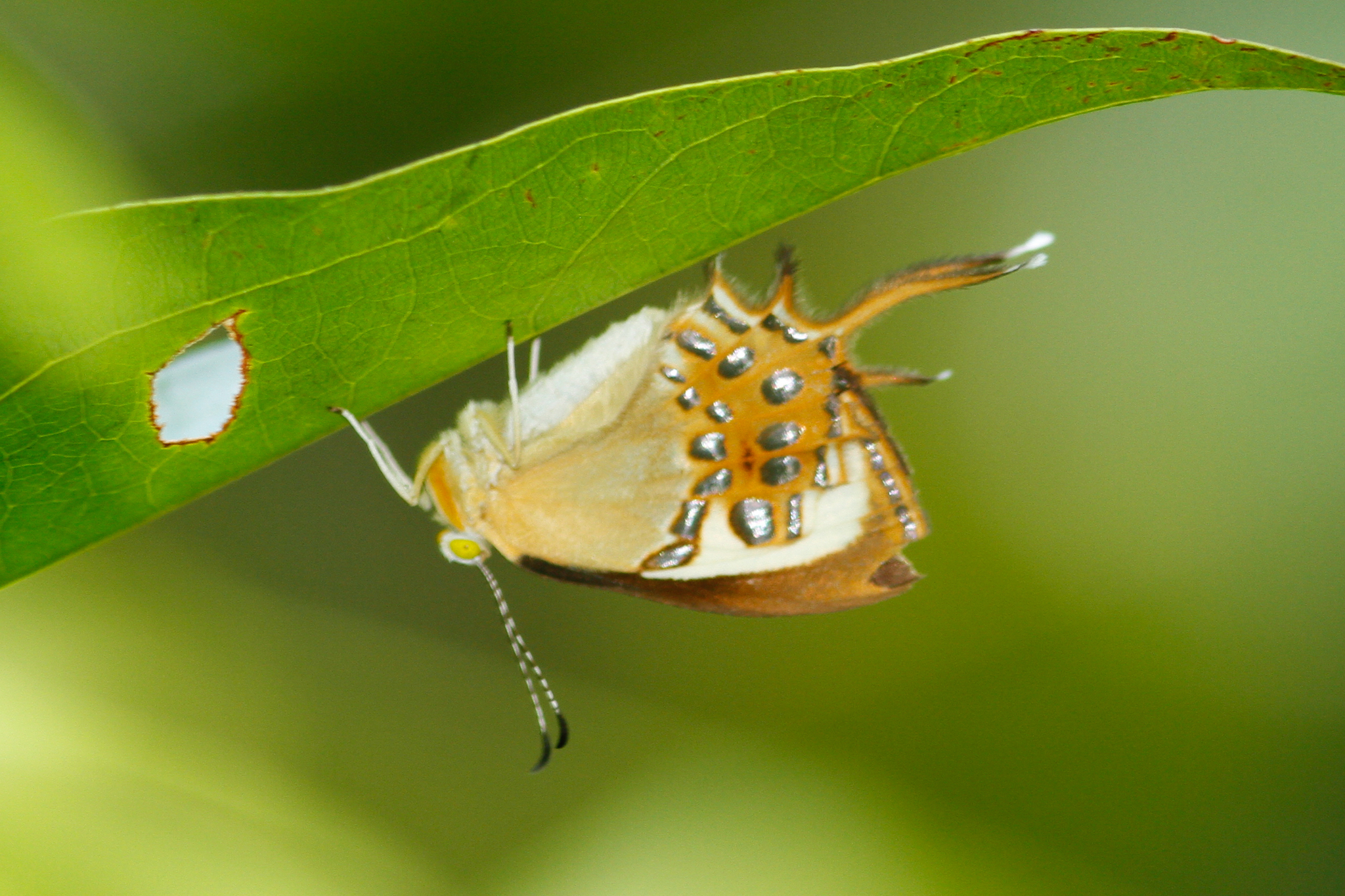 ミツオシジミタテハ (Helicopis cupido) · iNaturalist