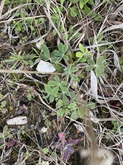 Lupinus subcarnosus
