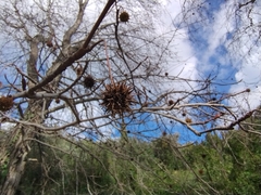 Liquidambar orientalis, photograph (c) Eleftherios Katsillis, some rights reserved (CC BY)