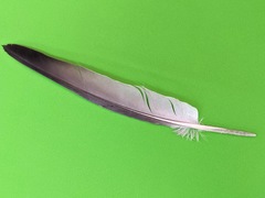 Columba livia domestica