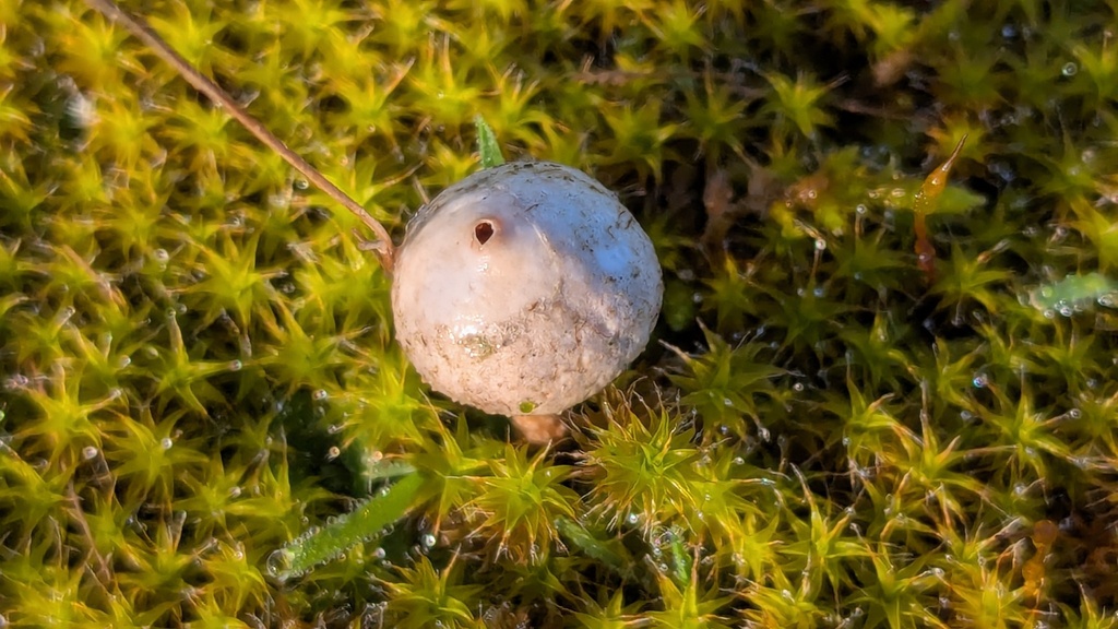 Tulostoma brumale · February 2026 · photo: © rudolphous (iNaturalist, cc-by)