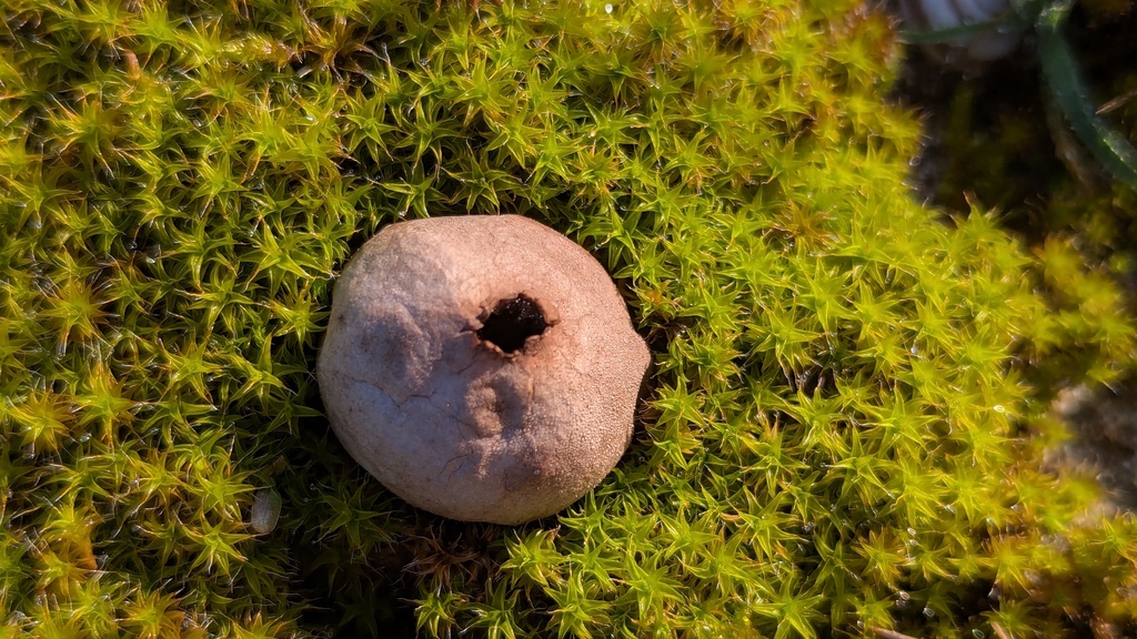 Lycoperdon lividum · February 2026 · photo: © rudolphous (iNaturalist, cc-by)