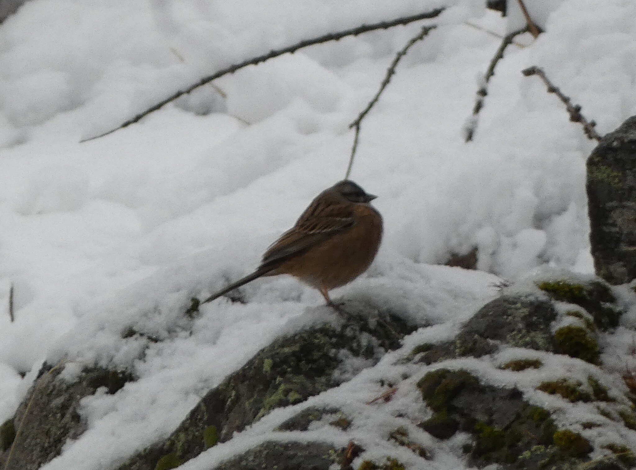 Rock Bunting (Emberiza cia), photo 6