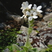 Ourisia sessilifolia splendida - Photo (c) Peter Sweetapple, μερικά δικαιώματα διατηρούνται (CC BY-NC), uploaded by Peter Sweetapple