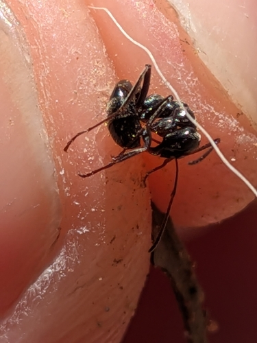 背视图图像 - Biel Anguera Pujol