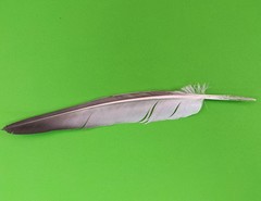 Columba livia domestica