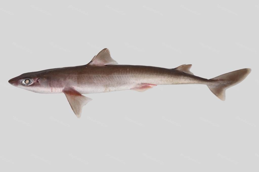 Japanese Shortnose Spurdog