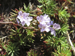 Limonium kraussianum