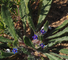Anchusa aggregata