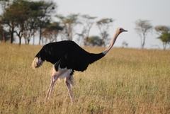 Struthio camelus massaicus