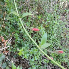 Gambelia