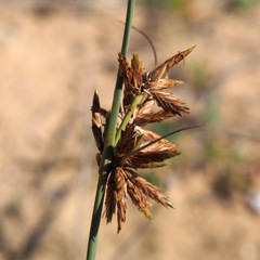 Cyperus macrorrhizus