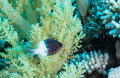 Pycnochromis dimidiatus