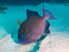 Pseudobalistes fuscus