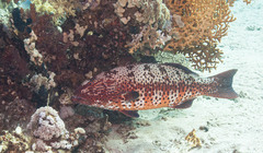 Plectropomus pessuliferus